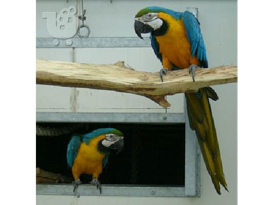 PoulaTo: We Give our parrots for free. παπαγάλοι